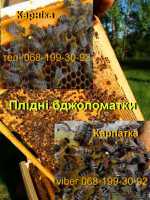 Бджоломатки плідні - Карніка, карпатка фото к объявлению