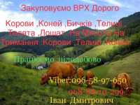 Закуповуємо Врх:Корови Коні Бички Телиці Телята Лошата На м‘ясо Та На Киев фото 