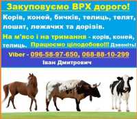 Закуповуємо Врх:Корови Коні Бички Телиці На м‘ясо Та На Тримання Киев фото 