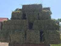 Сіно люцерни Киев фото 3