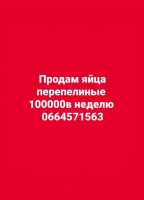 Продам яйца перепелиные оптом фото к объявлению