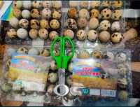 Продам яйца перепелиные оптом Киев фото 2