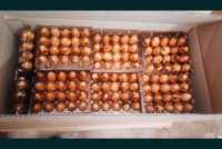 Продам яйца перепелиные оптом Киев фото 4