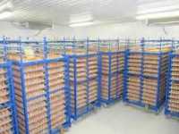 Холодильна камера Тривалого зберігання яєць (встановлення під ключ) фото к объявлению